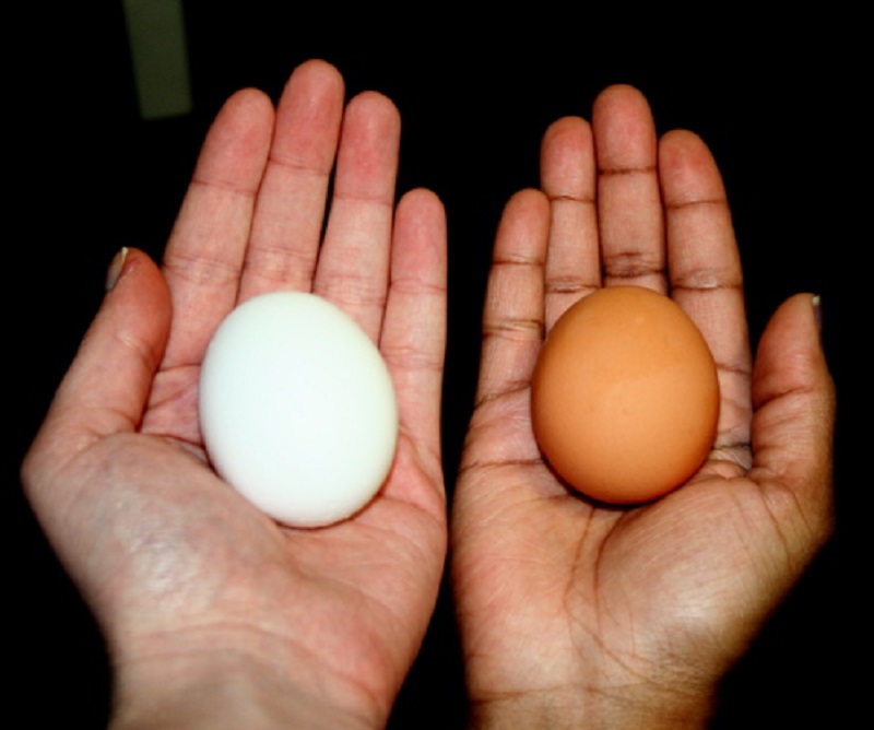 Как отличить яйца. Коричневое яйцо. Яйцо белое. Белое яйцо в руке. Коричневые и белые яйца.